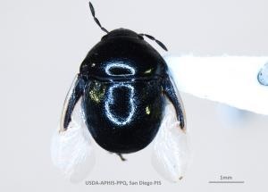 Loai con trung lan dau duoc phat hien tai My hinh anh