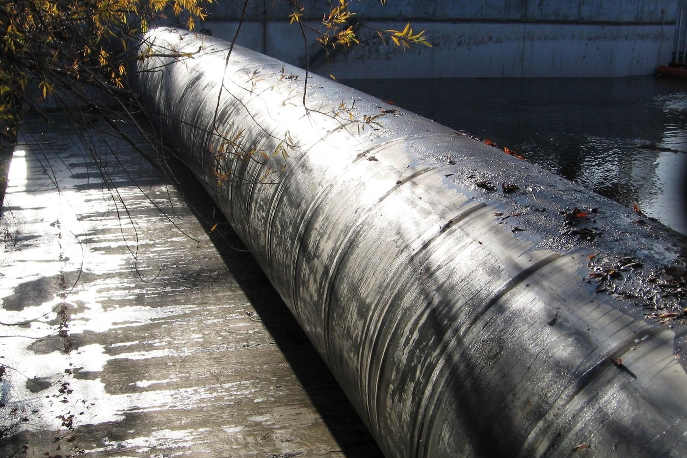 han han o california anh 3