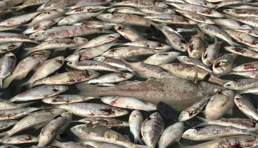 Cu dan Menindee thuc giac, phat hien hang trieu xac ca dat vao bo hinh anh