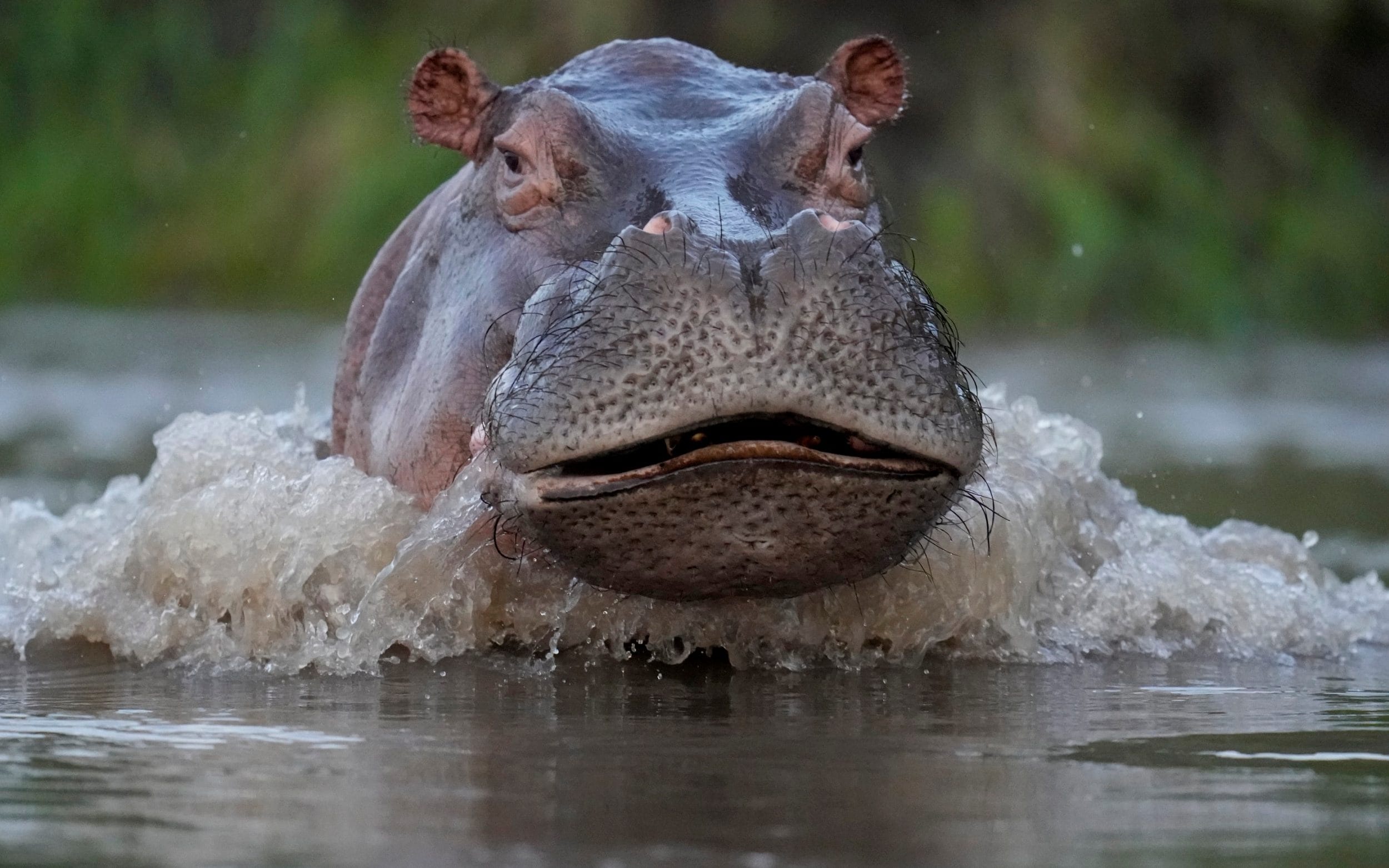 Ha ma cua ong trum khet tieng Escobar bi oto tong chet hinh anh