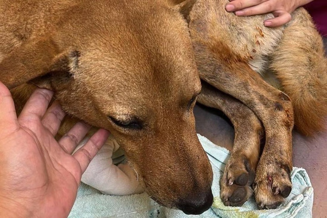 Nguoi me Malaysia cau xin dan mang sau khi con cham lua dot cho hoang hinh anh