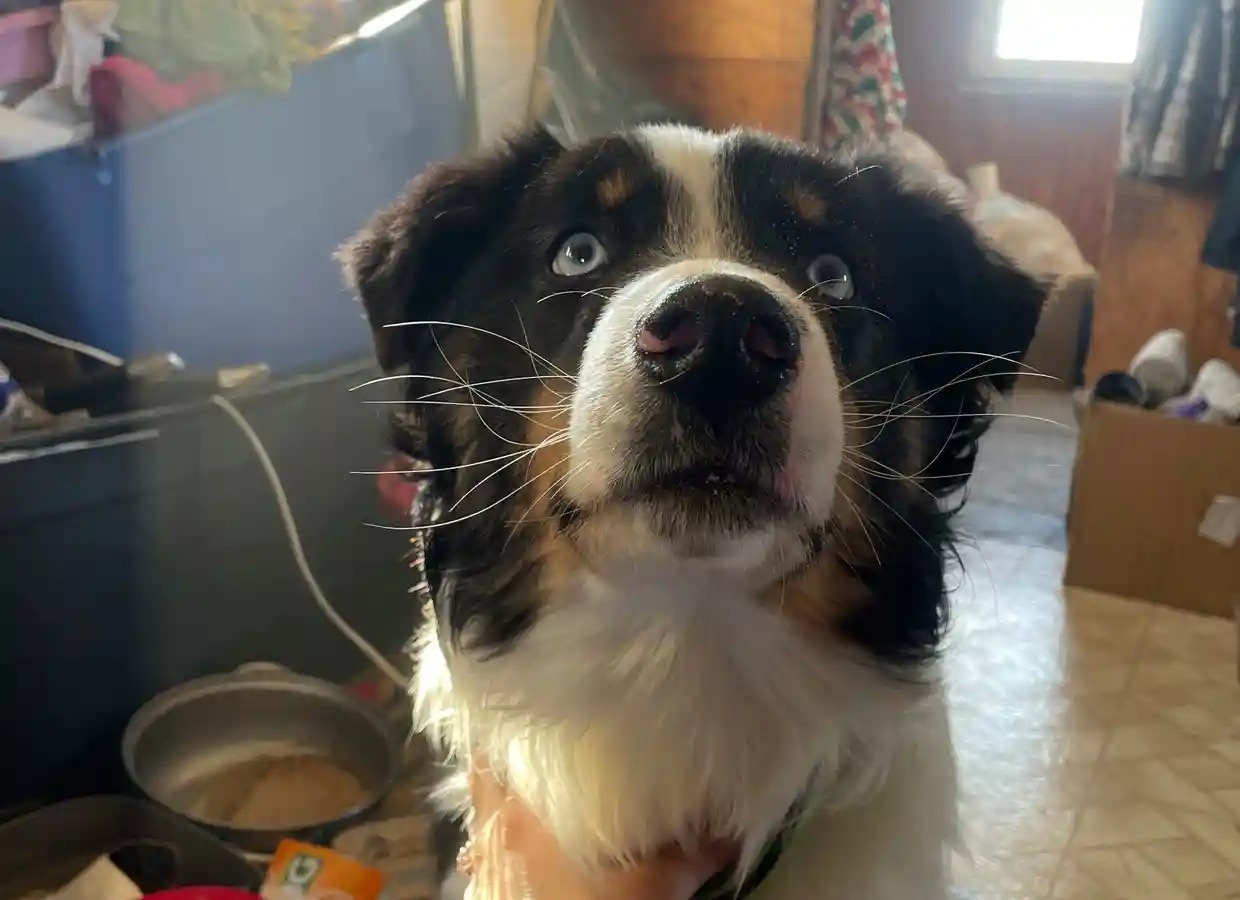 Cho lac o My 'phuot' hon 240 km hinh anh