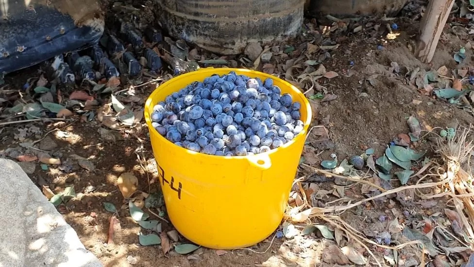 xuat khau viet quat anh 1