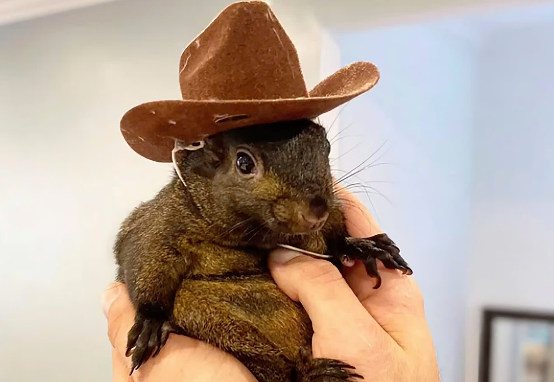 Ngoi sao mang soc Peanut bi an tu hinh anh