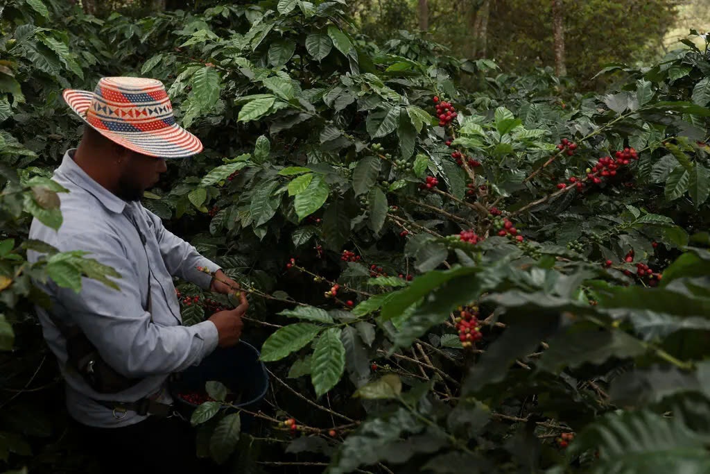 Valentine o My co the 'tra gia' neu ong Trump ap thue quan Comlombia hinh anh