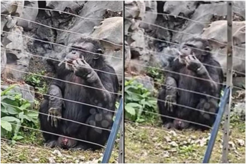 Trung Quoc dieu tra vu tinh tinh hut thuoc trong vuon thu hinh anh