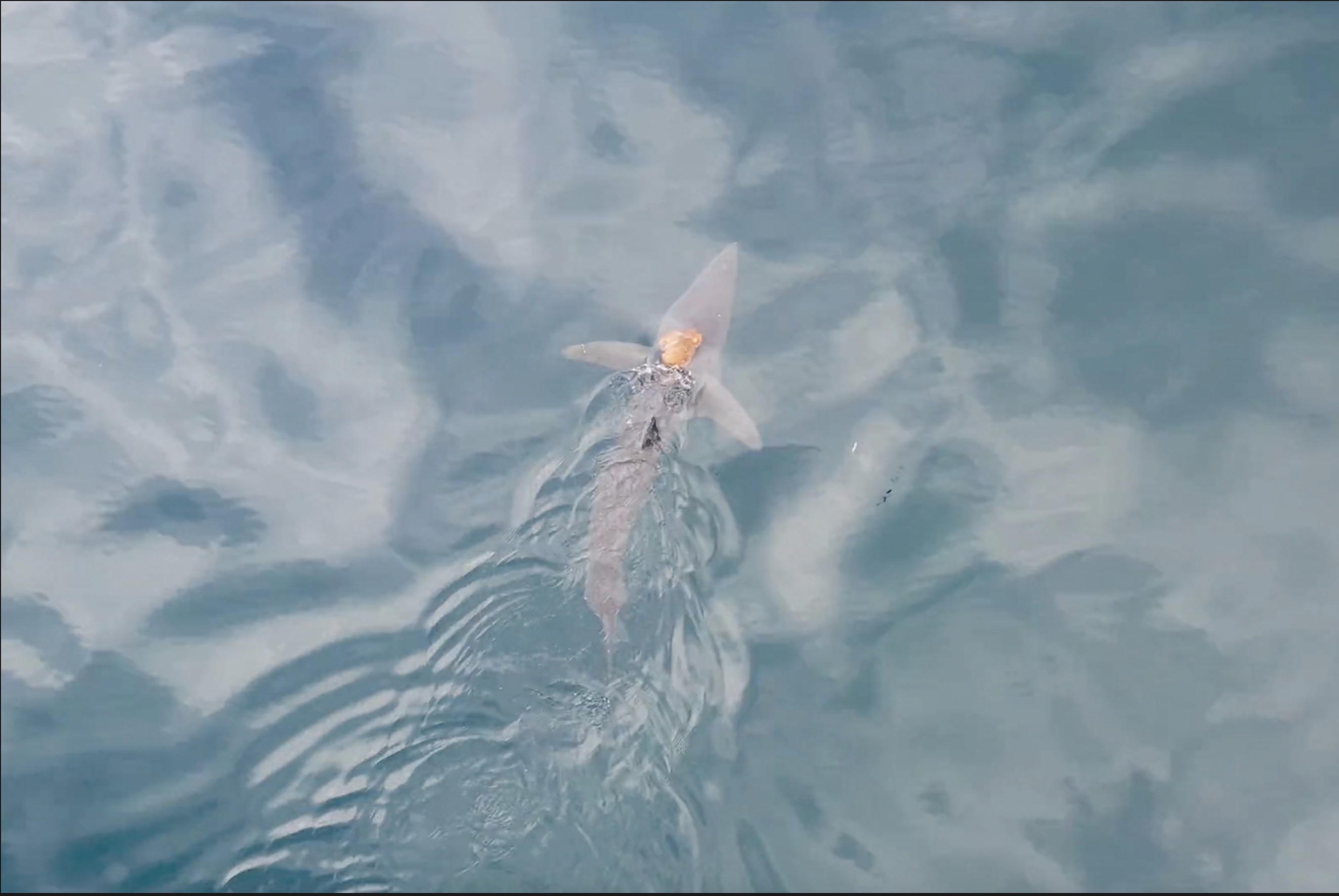 Gioi khoa hoc sung sot truoc canh bach tuoc 'cuoi' ca map hinh anh