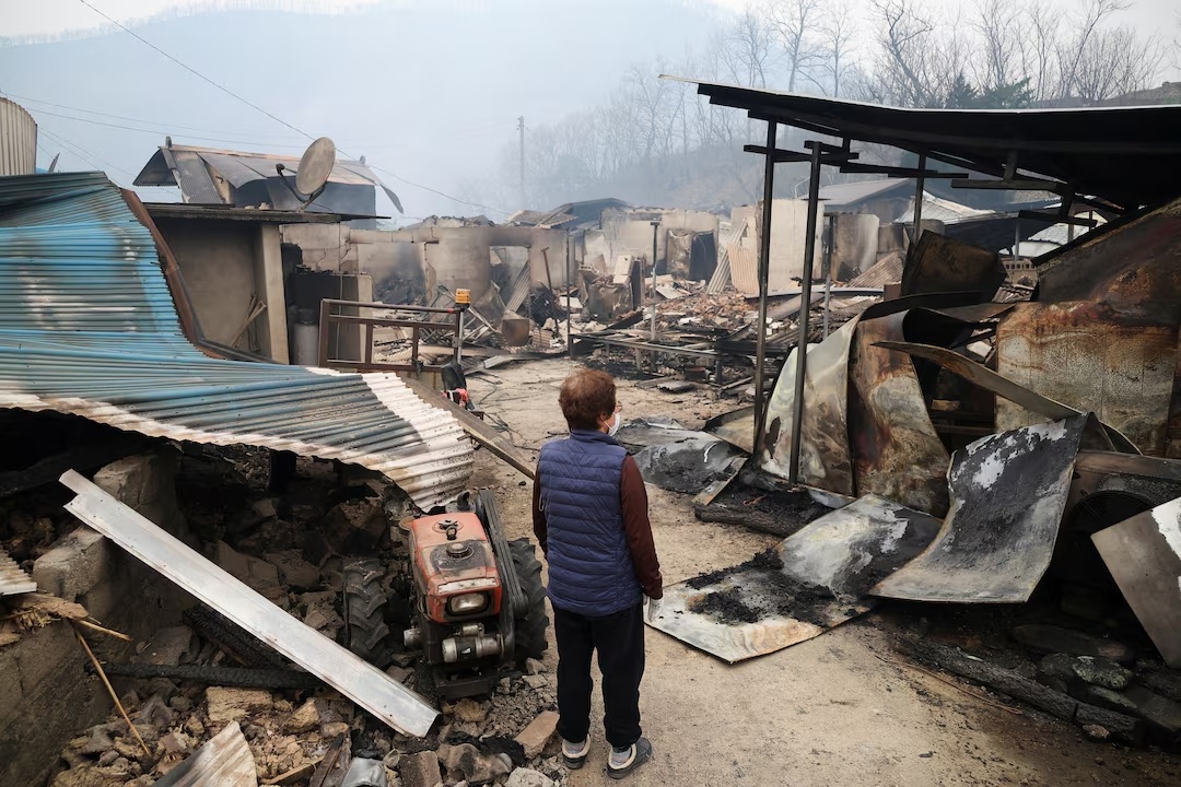 Dong tro tan sau vu chay rung chet choc nhat lich su Han Quoc hinh anh