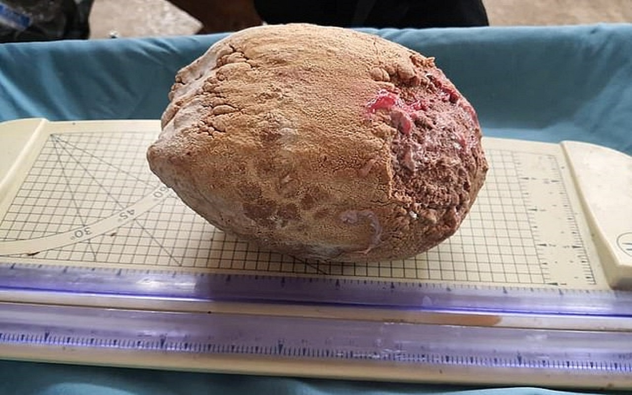 Lay soi mat nang 1,7 kg tu con voi 50 tuoi o Thai Lan hinh anh