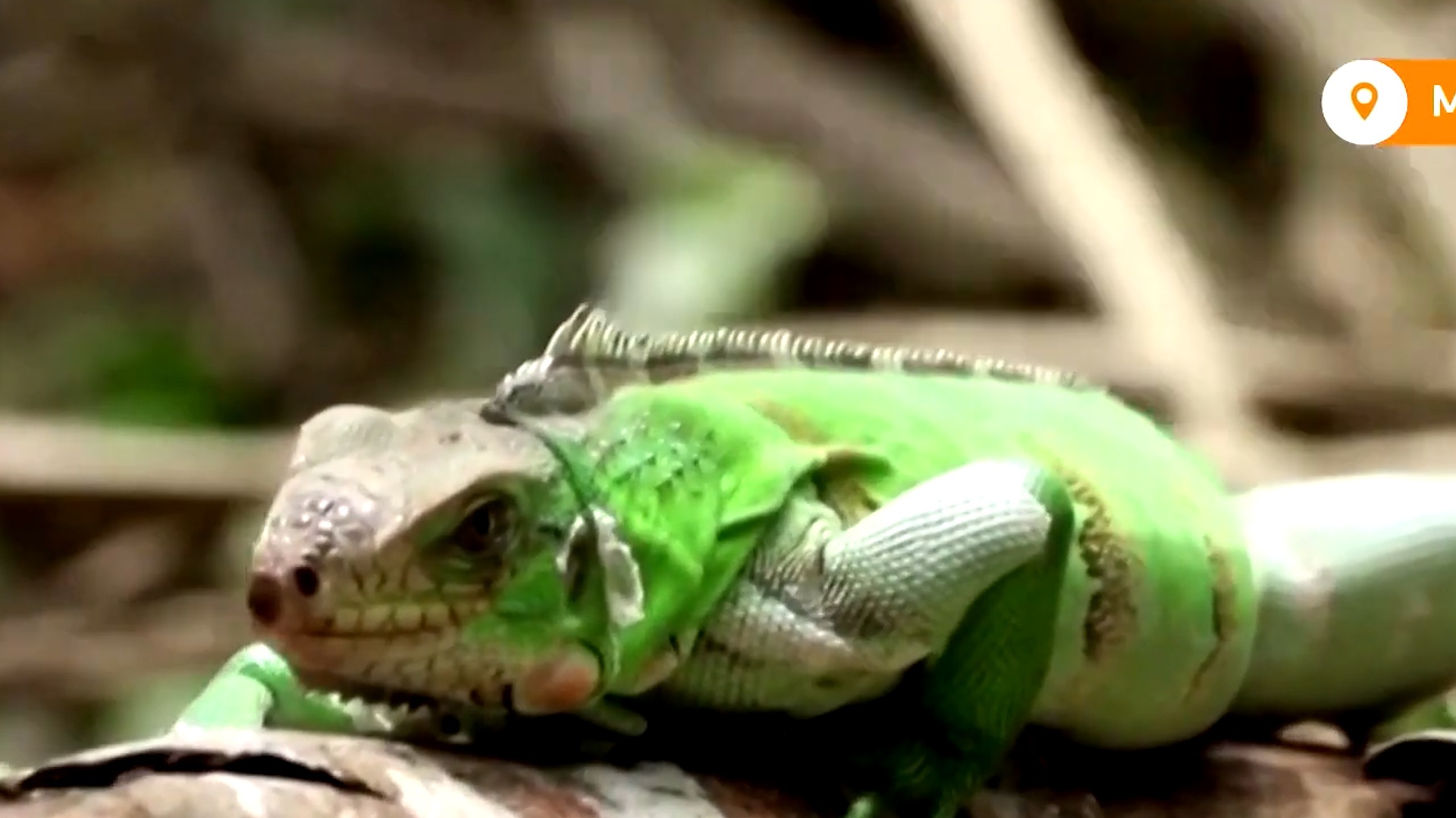 Colombia giai thoat cho 1.900 dong vat bi buon ban trai phep hinh anh