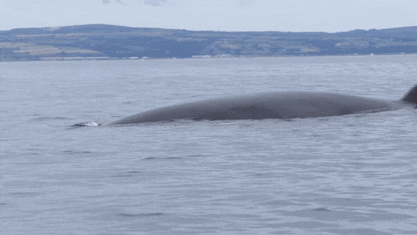 Bat gap ca voi minke dai 9 m noi len mat nuoc hinh anh