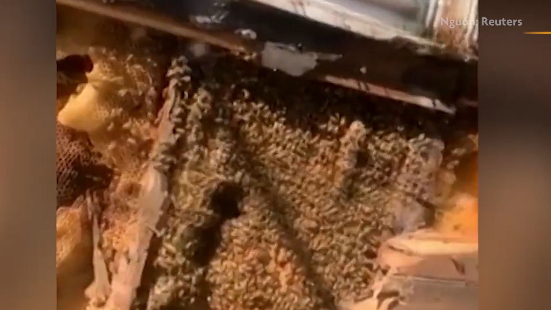 450.000 con ong duoc tim thay ben trong tuong mot ngoi nha hinh anh