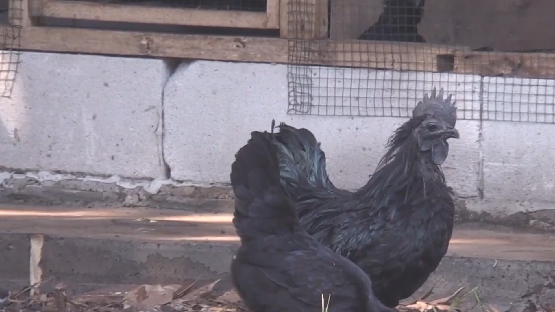 Ga den quy hiem gia 500 USD o Indonesia hinh anh