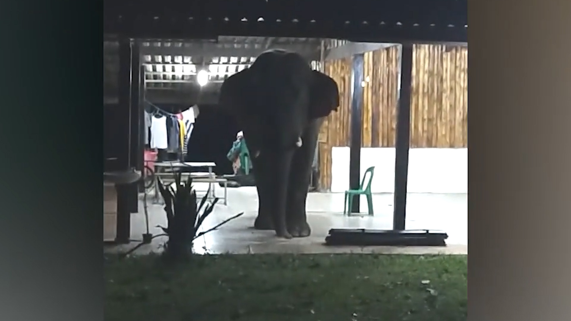 Voi rung o Thai Lan dot nhap vao nha, an trom thuc an hinh anh