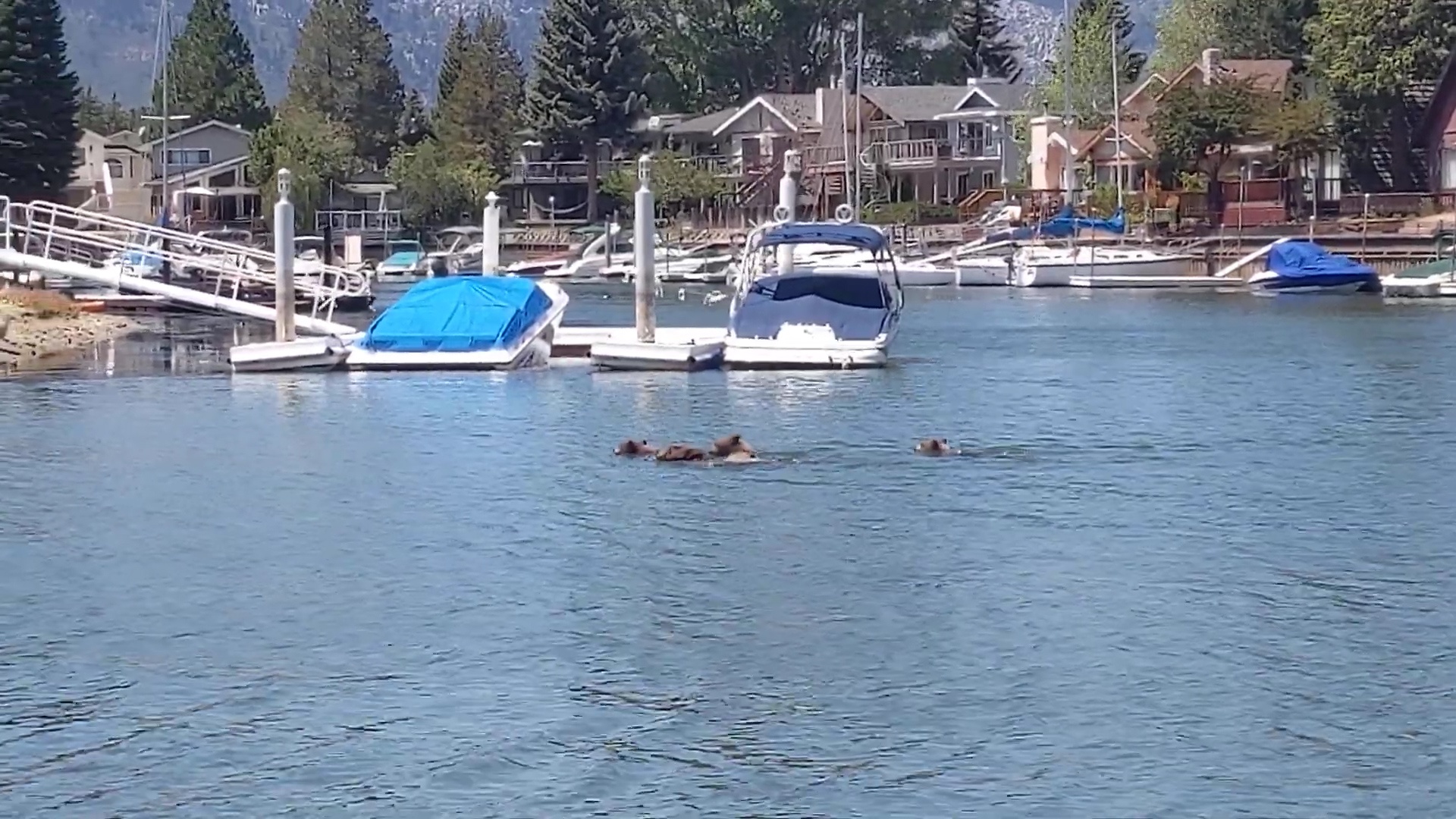 Khoanh khac gau me dan dan con boi qua ho Tahoe o My hinh anh