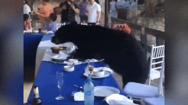 Gau den ngang nhien chiem tron ban tiec o Mexico hinh anh