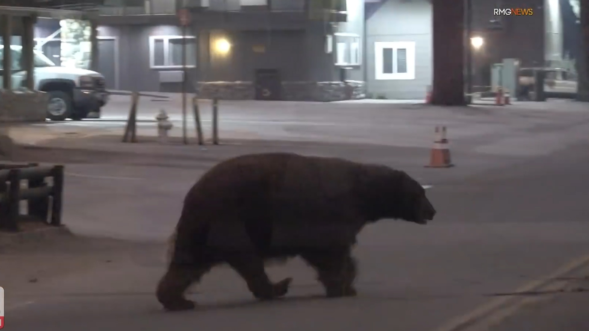 Gau den lang thang, tu do di lai khap thi tran o My hinh anh