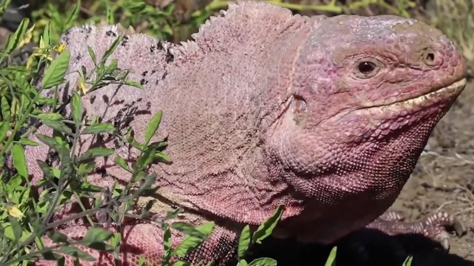 Nhung con cu da mau hong co nguy co tuyet chung hinh anh