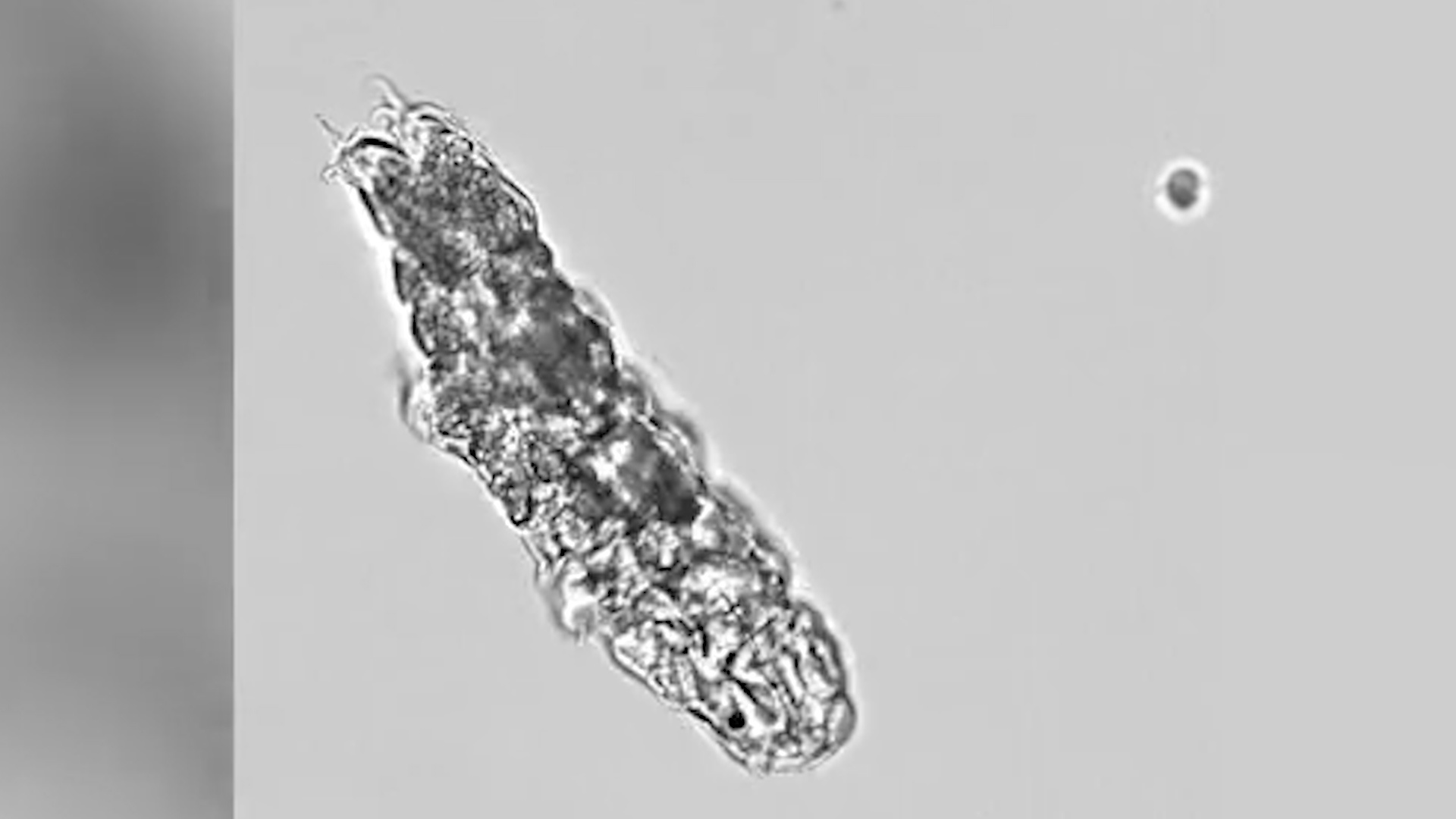 Can canh loai sinh vat 'khong the pha huy' hinh anh