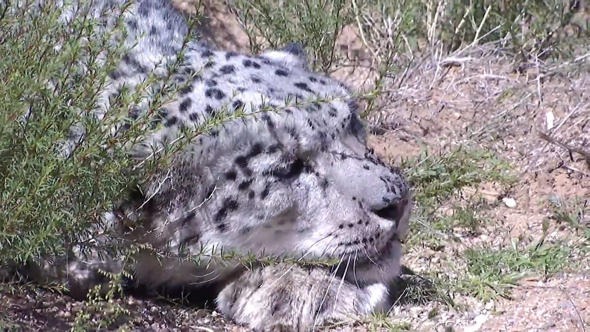 Bao tuyet duoc phat hien lang thang o mien Bac Trung Quoc hinh anh