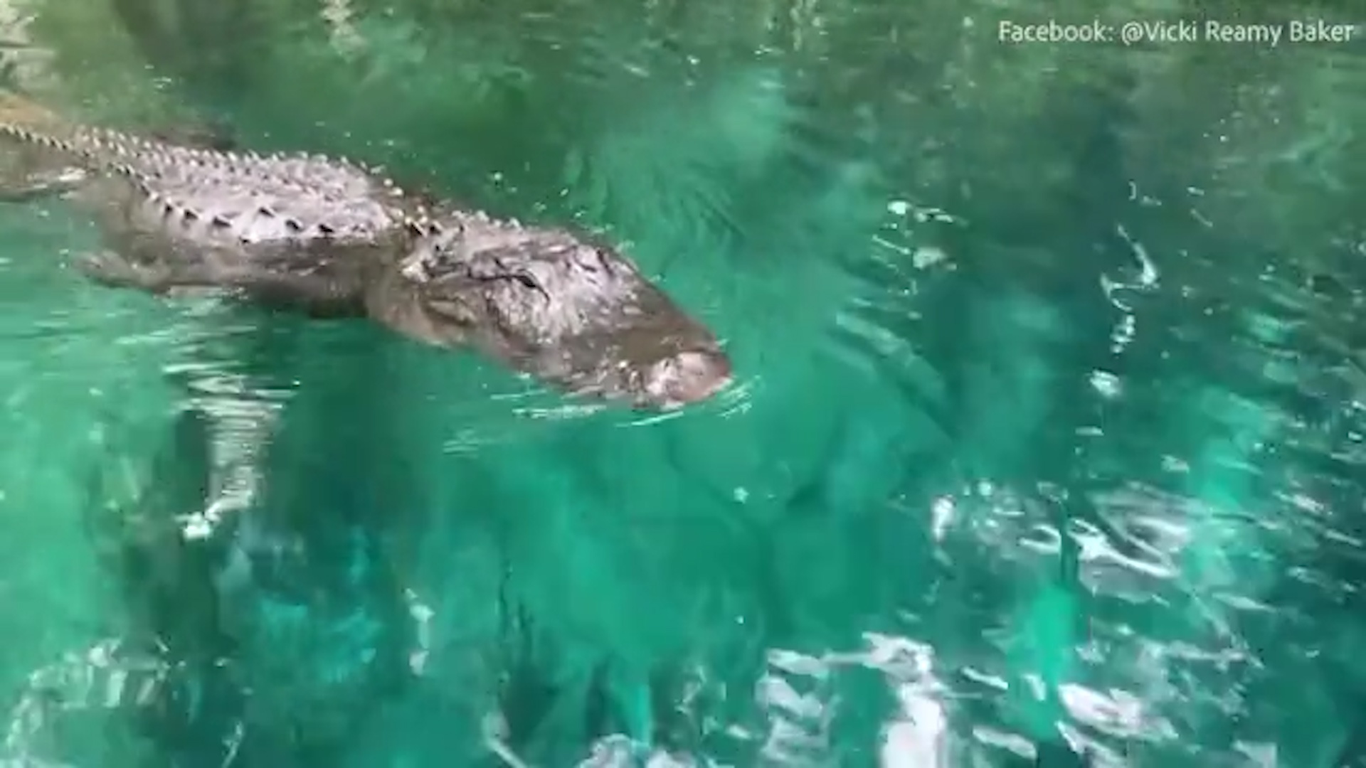 Ca sau boi theo nguoi phu nu o My hinh anh