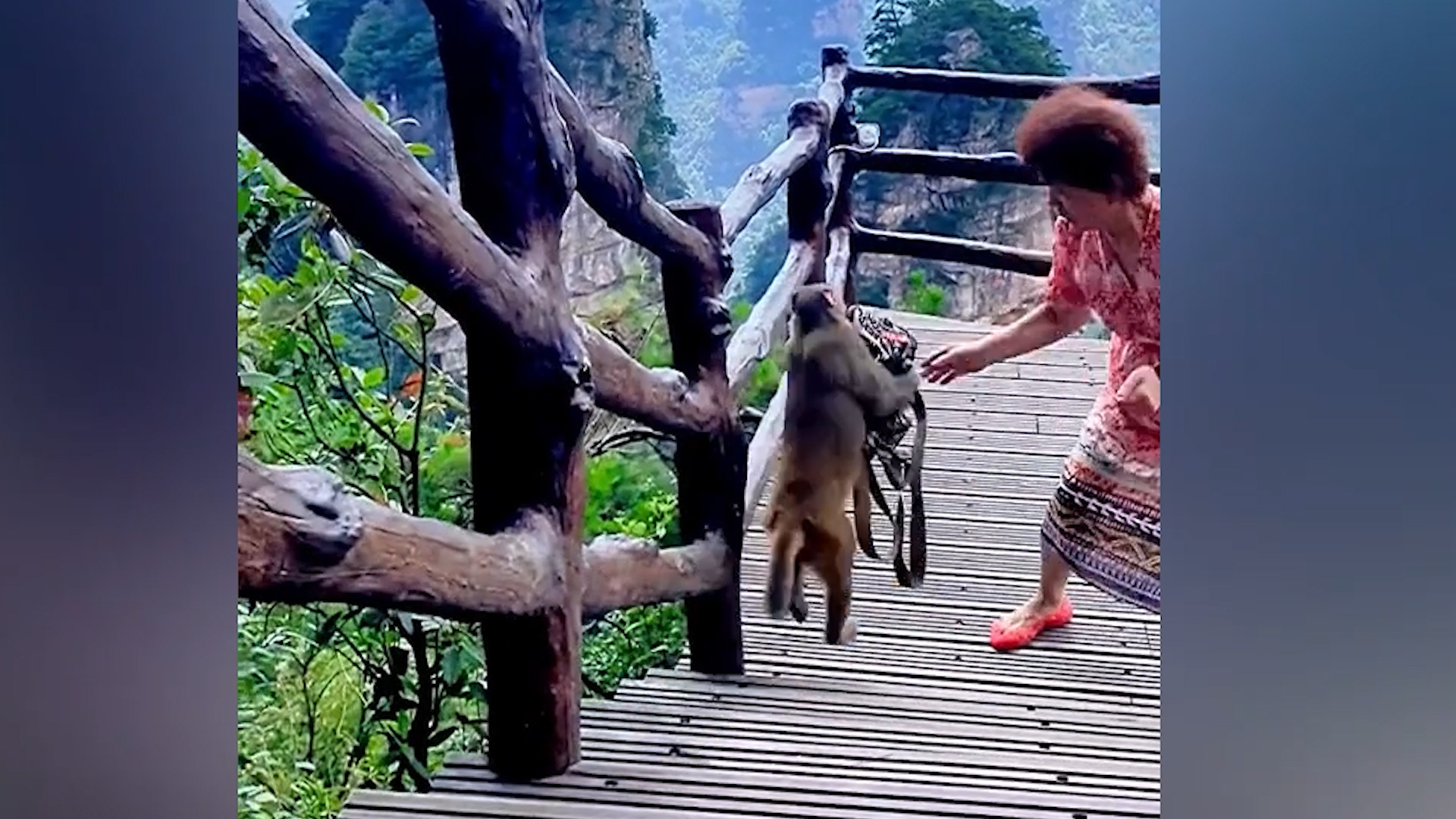 Con khi danh cap tui xach trong cong vien o Trung Quoc hinh anh