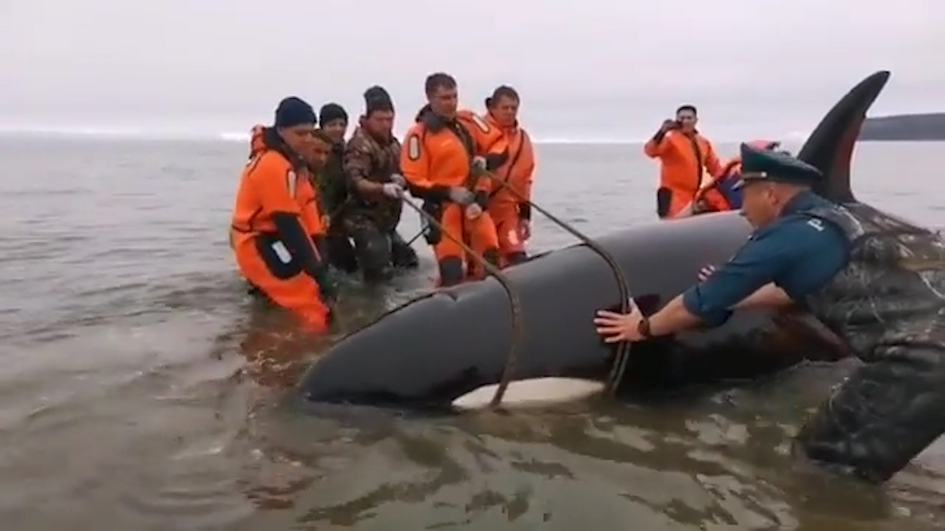 Giai cuu ca voi sat thu bi mac can o Nga hinh anh