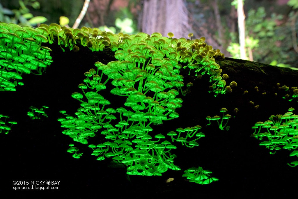thi nghiem thanh cong,  cay gene phat sang anh 1