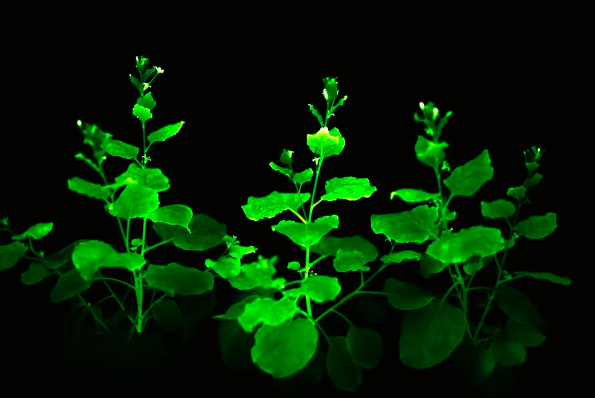 Tim ra cach khien cay co tu phat sang hinh anh