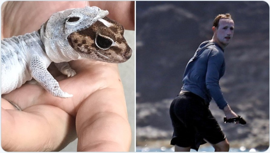 Khuon mat Mark Zuckerberg thanh de tai che anh tren mang hinh anh