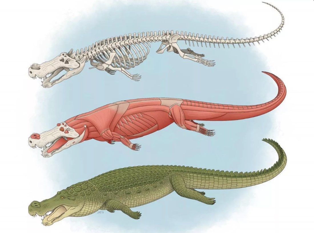 ca sau thoi tien su trong nhu the nao,  ca sau thoi tien su an gi,  ca sau thoi tien su co rang to nhu qua chuoi anh 1