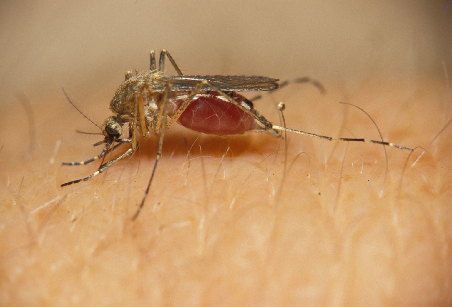 My tha 750 trieu con muoi ra tu nhien hinh anh