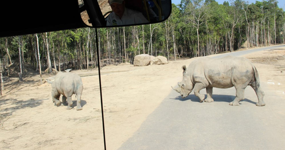 Safari Phu Quoc 'chua duoc cap phep nhap khau te giac' hinh anh
