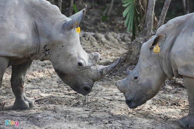 Vuon thu My Quynh chi con 8 con thu hinh anh