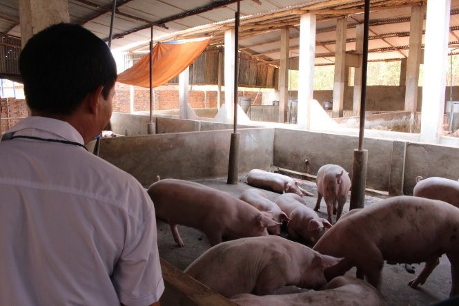 Ha Lan bo tu nguoi bo chat cam vo thuc an chan nuoi hinh anh