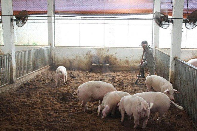 Nuoi heo sach o Ha Noi hinh anh