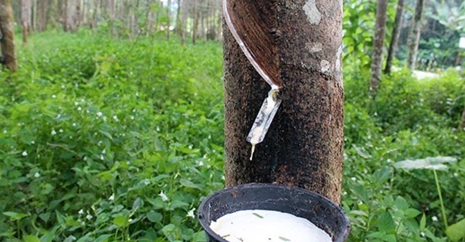 Dai gia Viet mang hon 4 ty USD sang Lao, Campuchia lam nong hinh anh