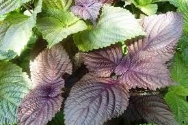 Ban sang Nhat, rau tia to co gia 500-700 dong/la hinh anh