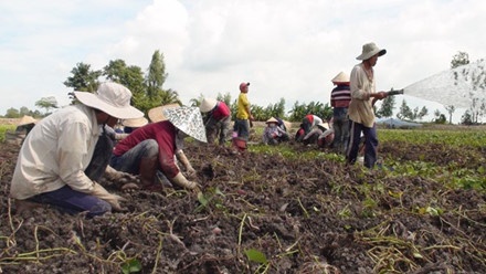 Nông dân Miền Tây lại điêu đứng vì khoai lang rớt giá ảnh 1 Nong dan Mien Tay lai dieu dung vi khoai lang rot gia anh 1