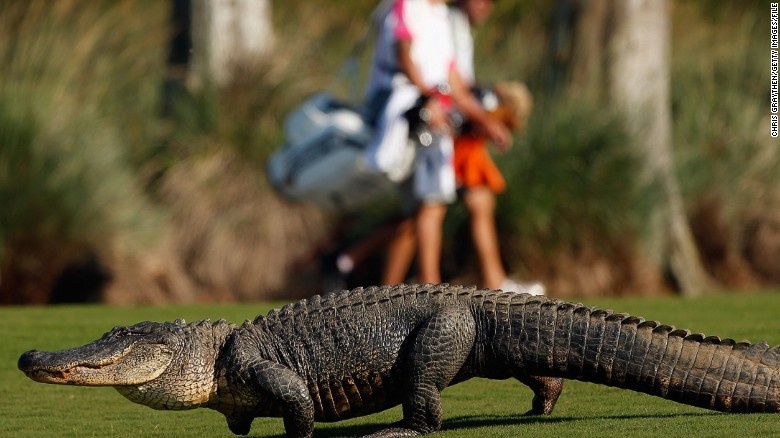 Nghề lặn nhặt bóng golf ảnh 8 Nghe lan nhat bong golf anh 8