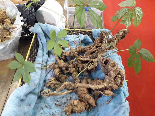 Ban nua ta sam Ngoc Linh, thu ve gan 4,5 ty dong hinh anh