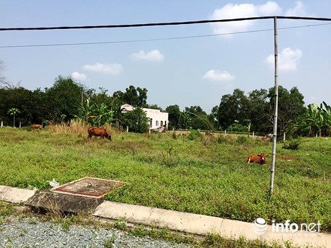 Dong Nai ra soat nan phan lo ban nen dat nong nghiep anh 1