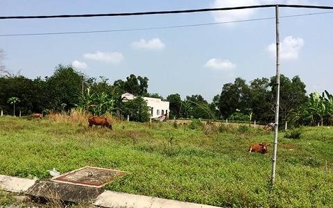 Dong Nai ra soat nan phan lo ban nen dat nong nghiep hinh anh