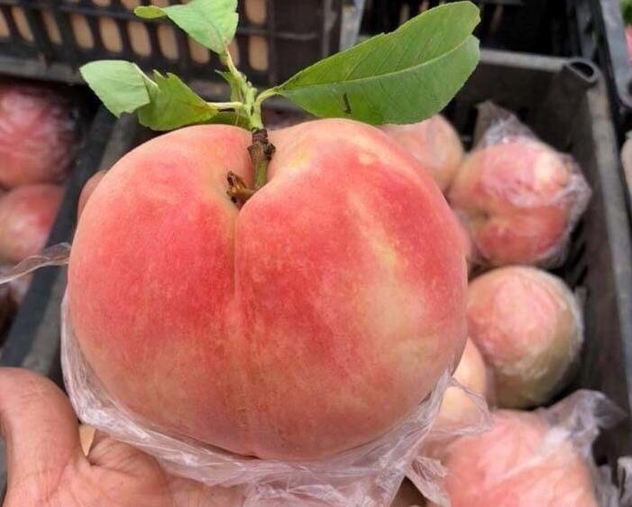 Su that dao tien khong lo moi xuat hien: 1 kg/qua, gia chi 10.000 dong hinh anh