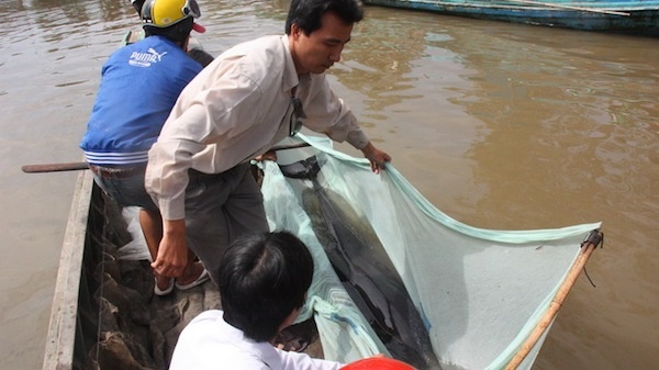 Giai cuu thanh cong ca heo lac vao bo hinh anh