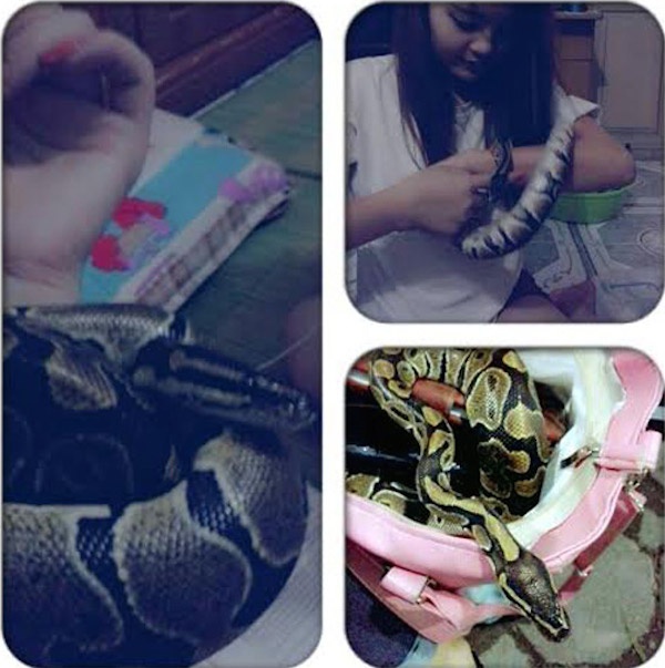 Nhiều bạn bè tỏ ra khá ngần ngại khi tiếp xúc với My vì cô thường xuyên đem “em trăn” của mình đi chơi cùng. Mỗi khi ra ngoài My thường cho những chú trăn của mình vào trong túi xách hoặc trong những hộp nhỏ để tránh gây sự chú ý.