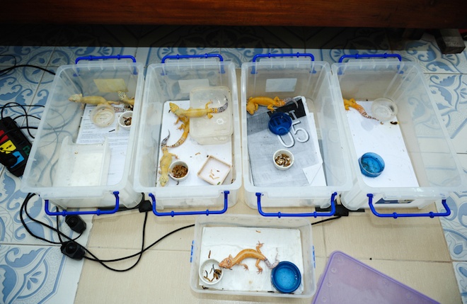 Chàng trai cũng khá tốn công sức cho việc trang trí “nhà ở”, mua đồ ăn cho pets.