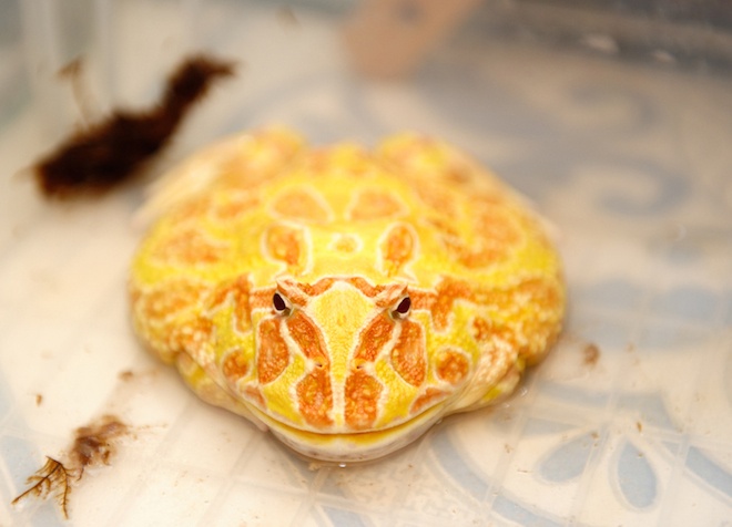 Những con vật đầy màu sắc của Duy.