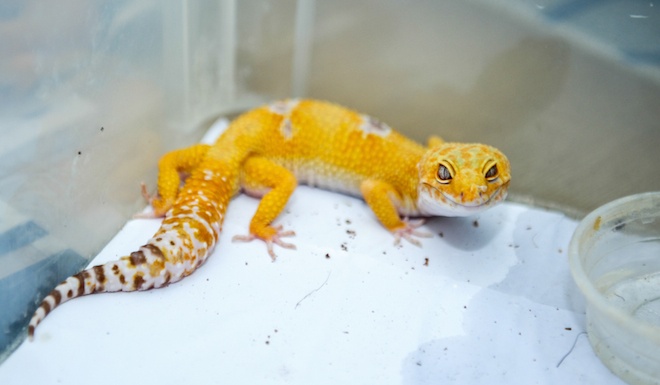 Những con vật đầy màu sắc của Duy.