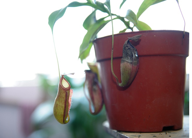 Ngoài ra, Duy còn có sở thích kì quoái là trồng cây ăn thịt như cây nắp kẹp, cây nắp ấm...